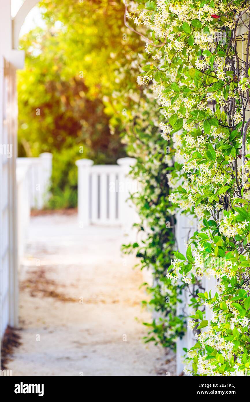 Sommer sonniger Tag Sonnenschein im Garten Clematis Weinpflanze Blumen im Garten mit Tunnelbogen am Strand Stockfoto