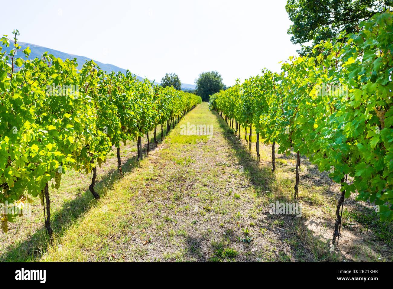 Grechetto Trauben hängende Weinrebe für Wein in Assisi, Umbrien, Italien Weingut Weingut am sonnigen Sommertag mit Blick auf die Landschaft des Walzens Hi Stockfoto