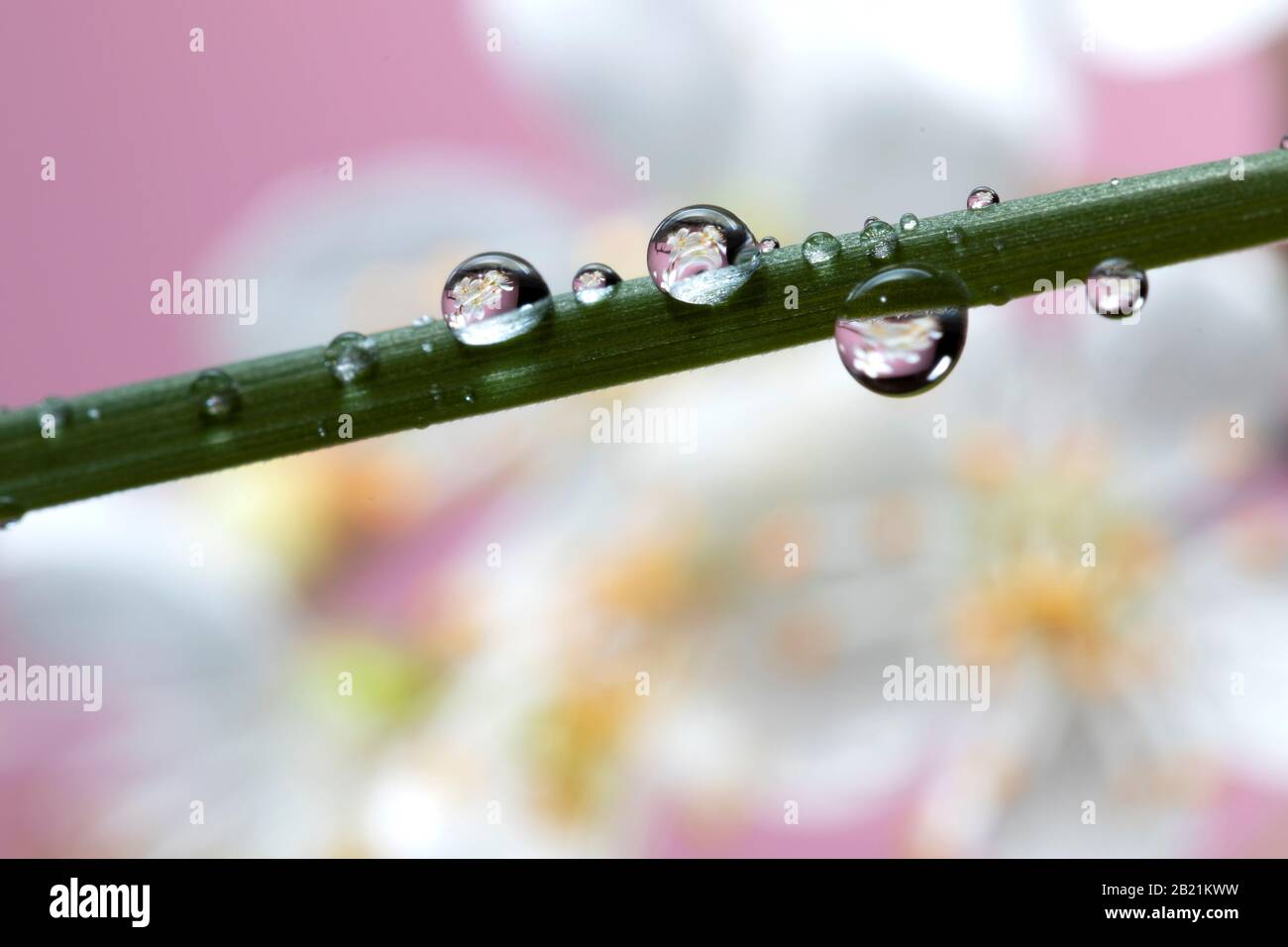 Ein Makro-Porträt einer Grashalme mit Wassertropfen darauf. Im Tau tröpfelt sich das reflektierte Bild der verschwommenen weißen Kirschblüte im Backgr Stockfoto