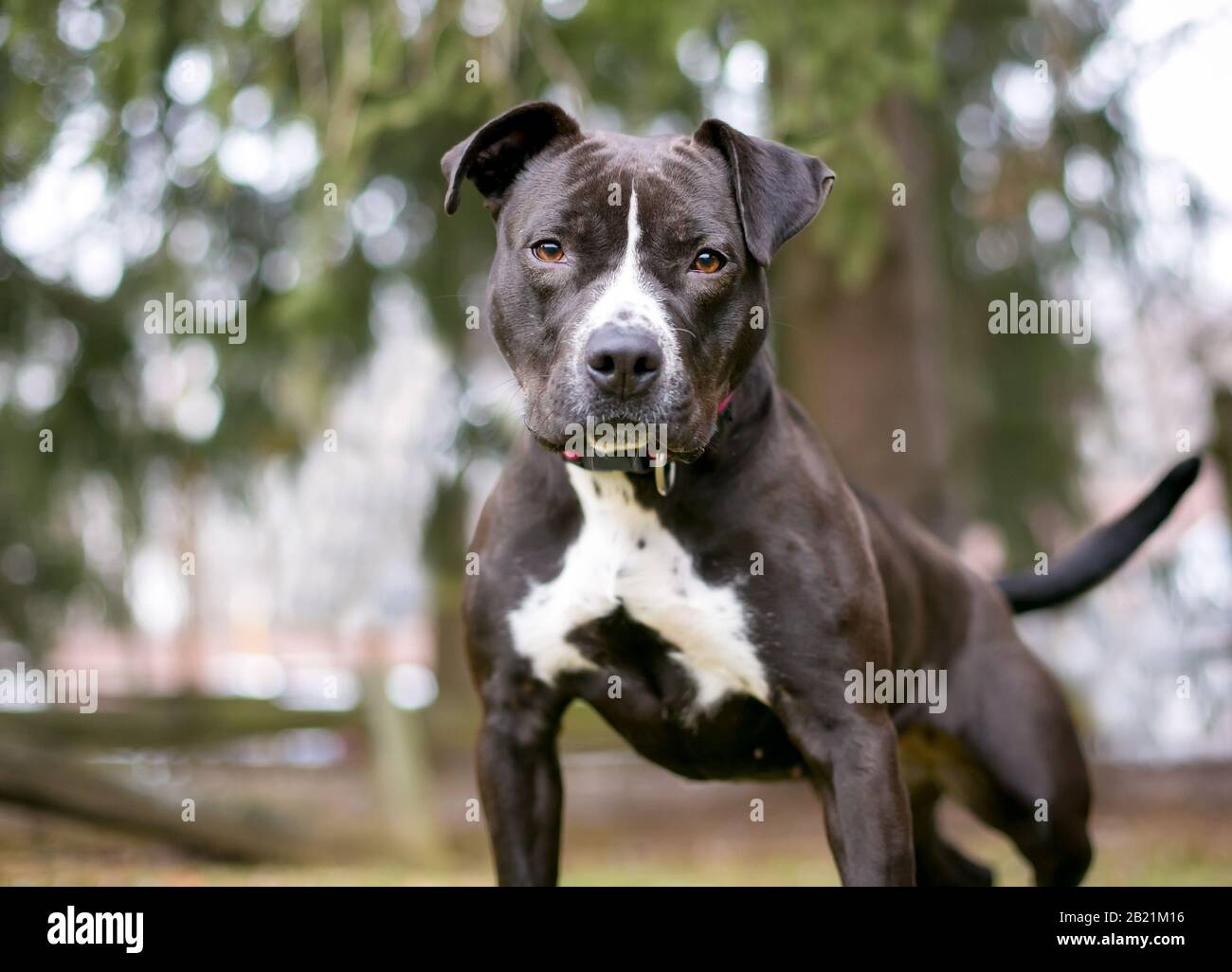 Eine schwarze und weiße Grube Stier Terrier Mischling Hund im Freien Stockfoto