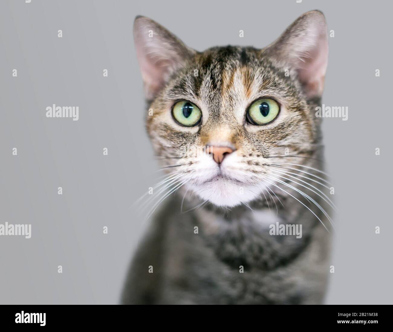 Eine Makrelen-Tabby-Haus-Kurzhaarkatze mit hellgrünen Augen Stockfoto
