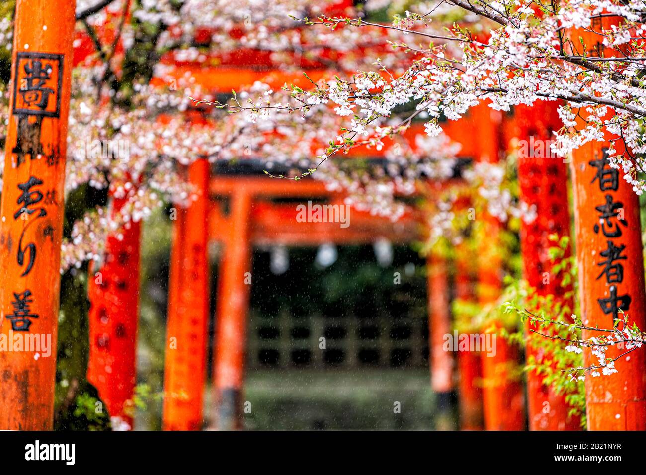 Kyoto, Japan - 10. April 2019: Weiße Kirschblüten Sakura Blumen auf Bäumen im Frühling im Gartenpark und rote Takenaka Inari Jinja Schrein Torii Tore Stockfoto