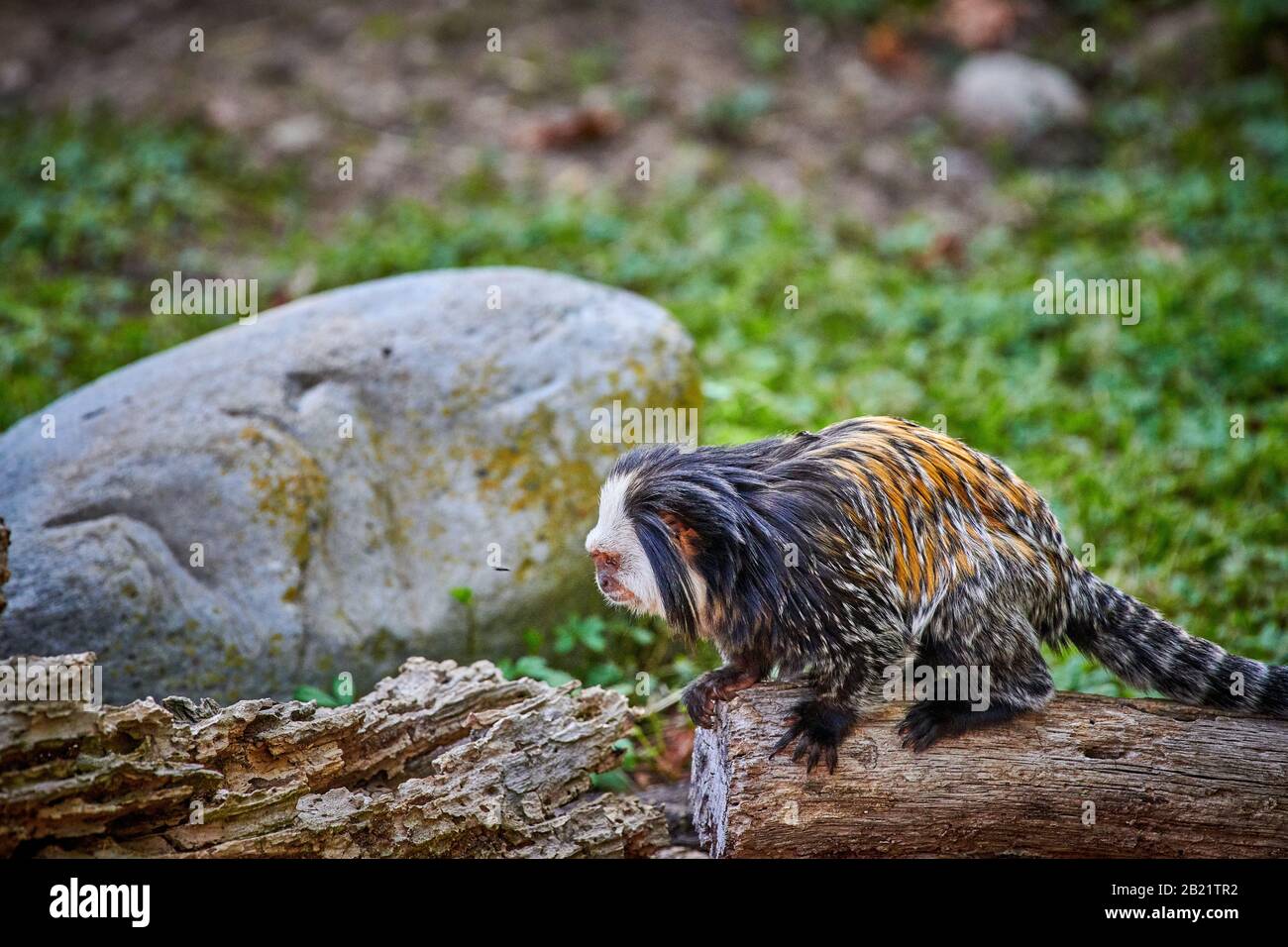Weißköpfige Marmose (Callithrix geoffroyi) Stockfoto