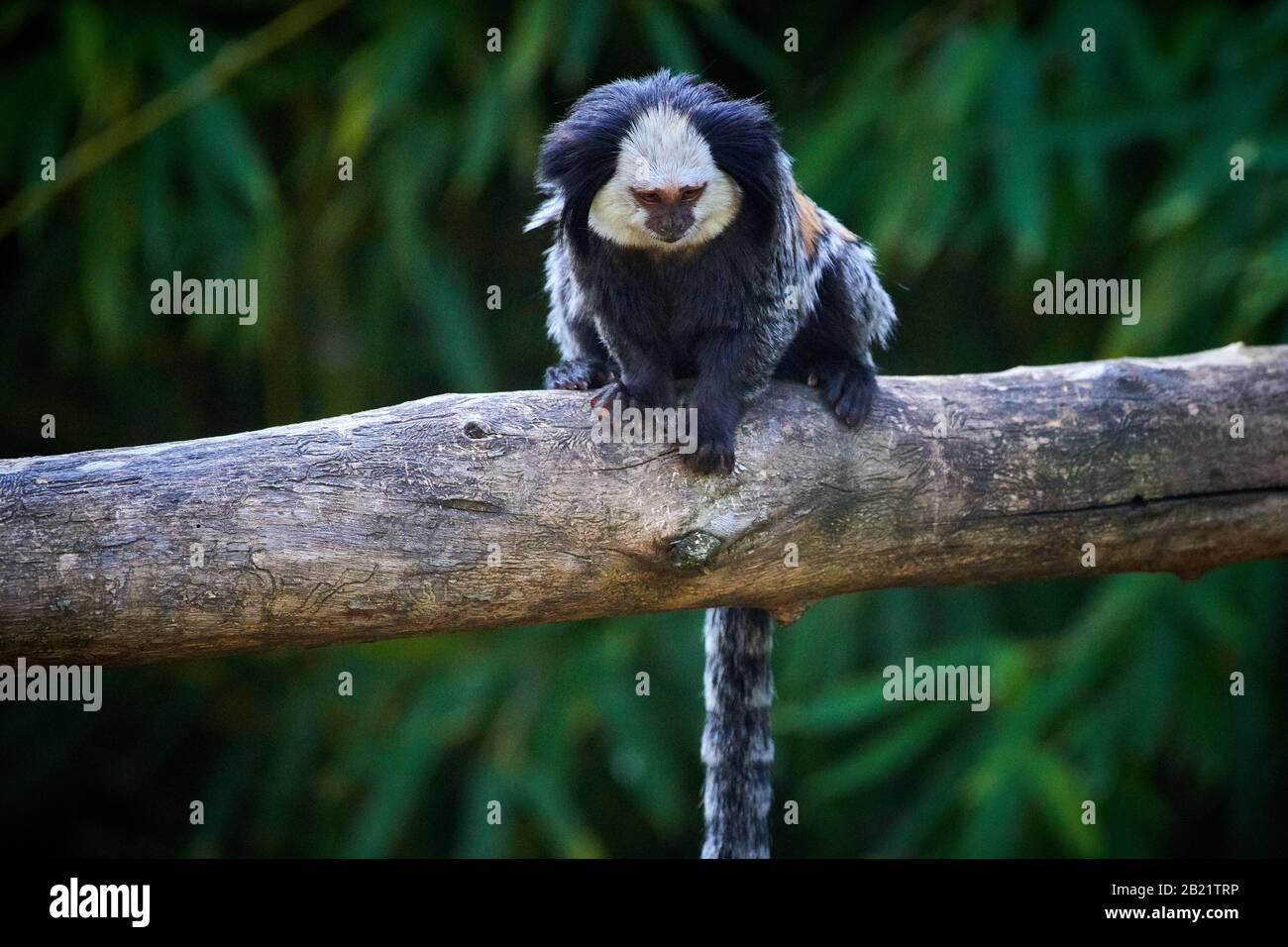 Weißköpfige Marmose (Callithrix geoffroyi) Stockfoto