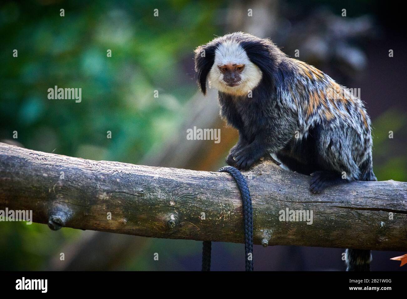 Weißköpfige Marmose (Callithrix geoffroyi) Stockfoto