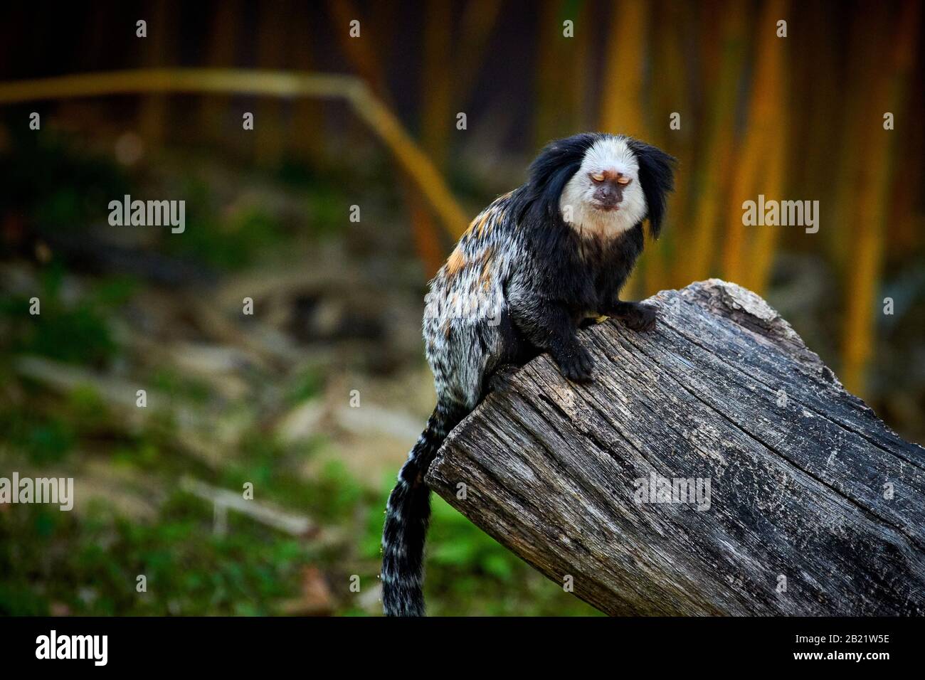 Weißköpfige Marmose (Callithrix geoffroyi) Stockfoto