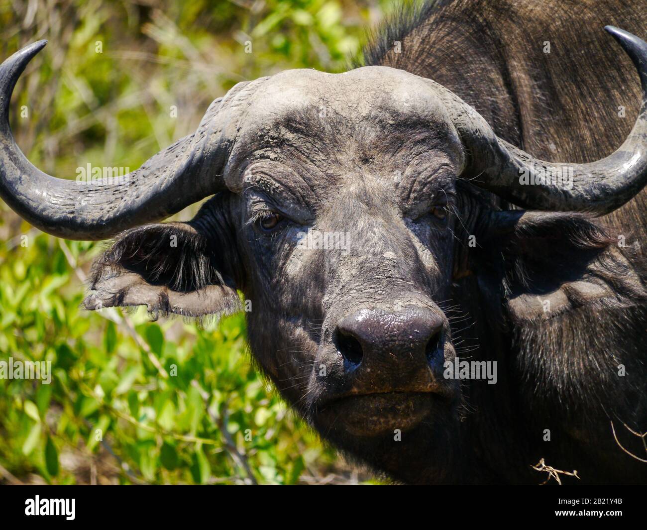 Nahaufnahme des männlichen Kapbuffulo (Syncerus caffer), der sich für die Kamera im Kruger Nationalpark interessierte Stockfoto