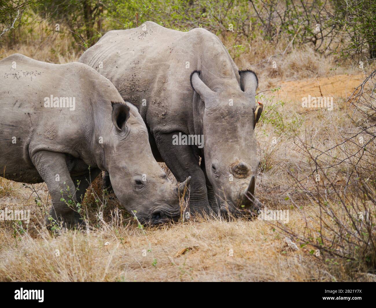 Mutter und vorzeitige Nashörner mit eckigen Spitzen (Ceratotherium simum) mit dem Kopf im Gras, um etwas frisches Grün im Kruger Nationalpark zu essen Stockfoto