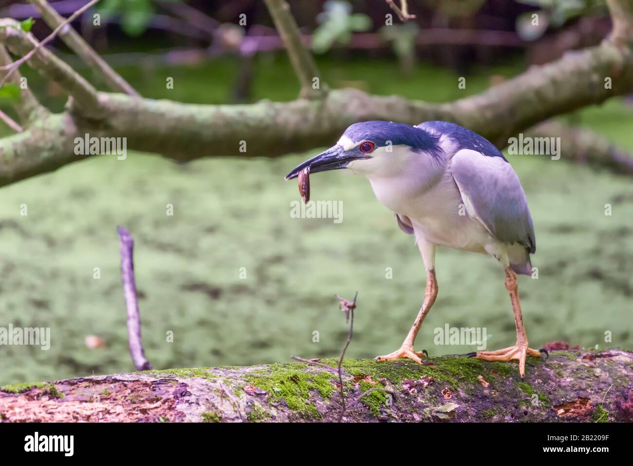 Schwarz-bekrönter Nachtreiher (Nycticorax nycticorax). Blackwater National Wildlife Refuge. Maryland. USA Stockfoto