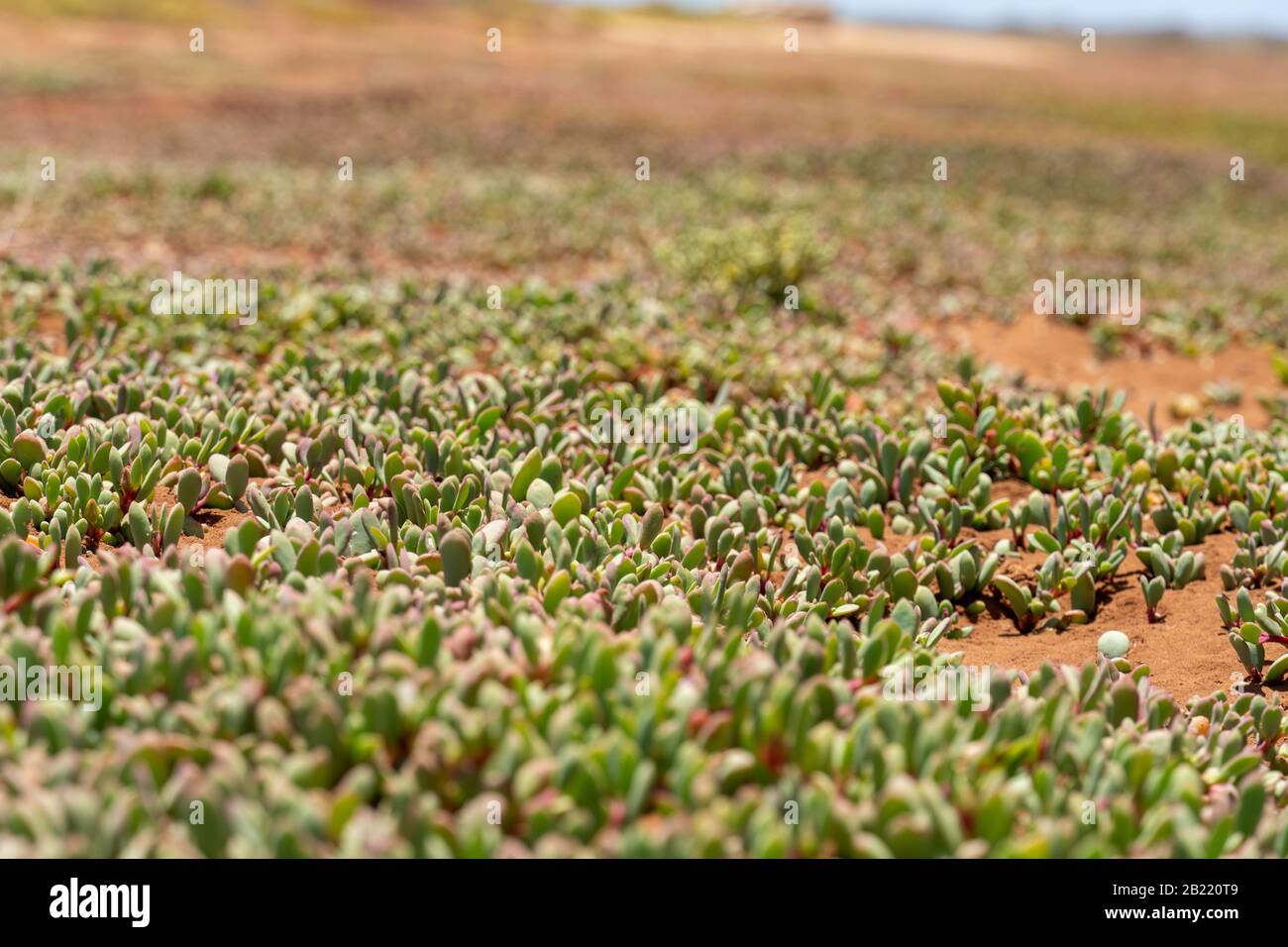 Crassula in der Wüste von Boa Vista, Kap Verde Stockfoto