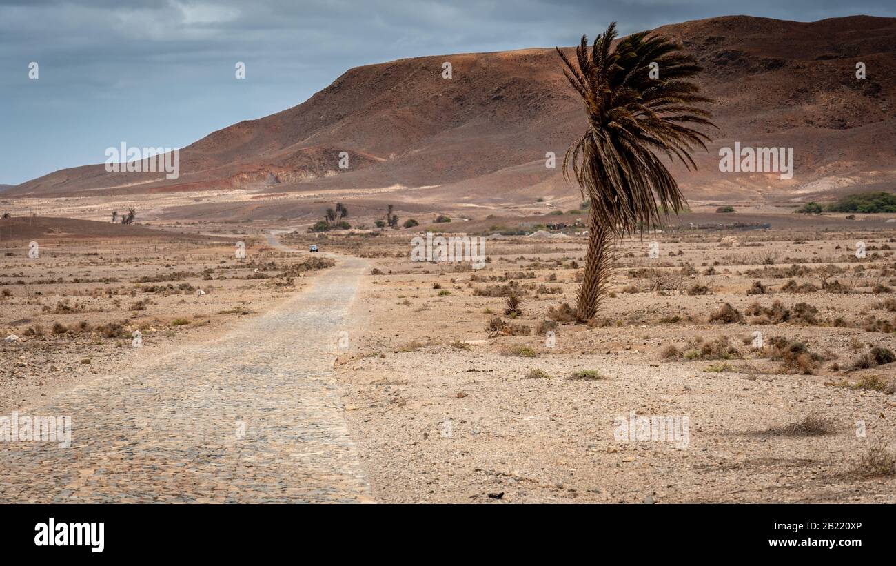 Dramatische Landschaft einer felsigen Straße und einer Palme inmitten der Wüste Viana in Boa Vista, Kap Verde Stockfoto