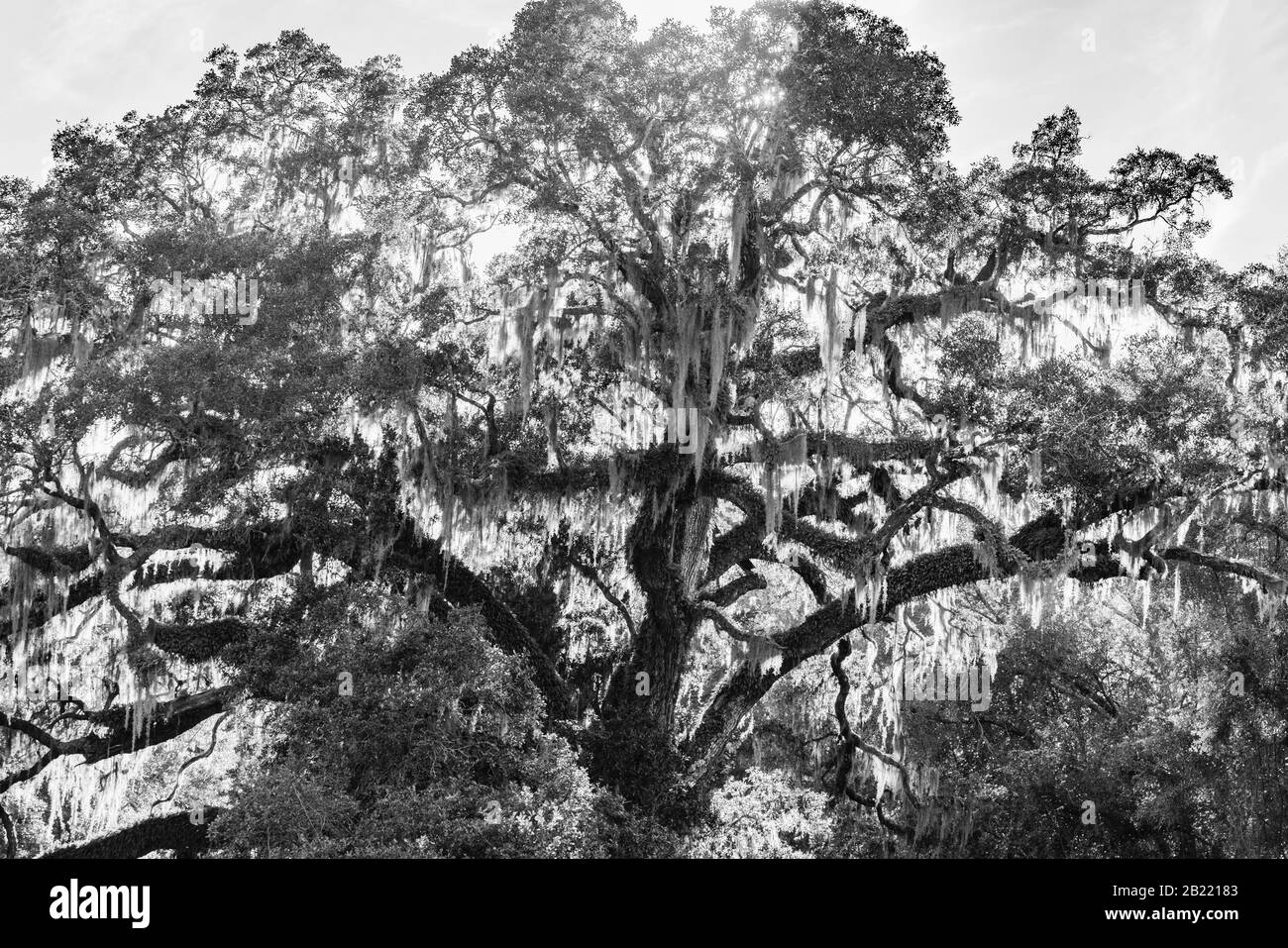 Große Eiche im Blakeley State Park Mobile, Alabama. Ort der Bürgerkriegsschlacht. Stockfoto