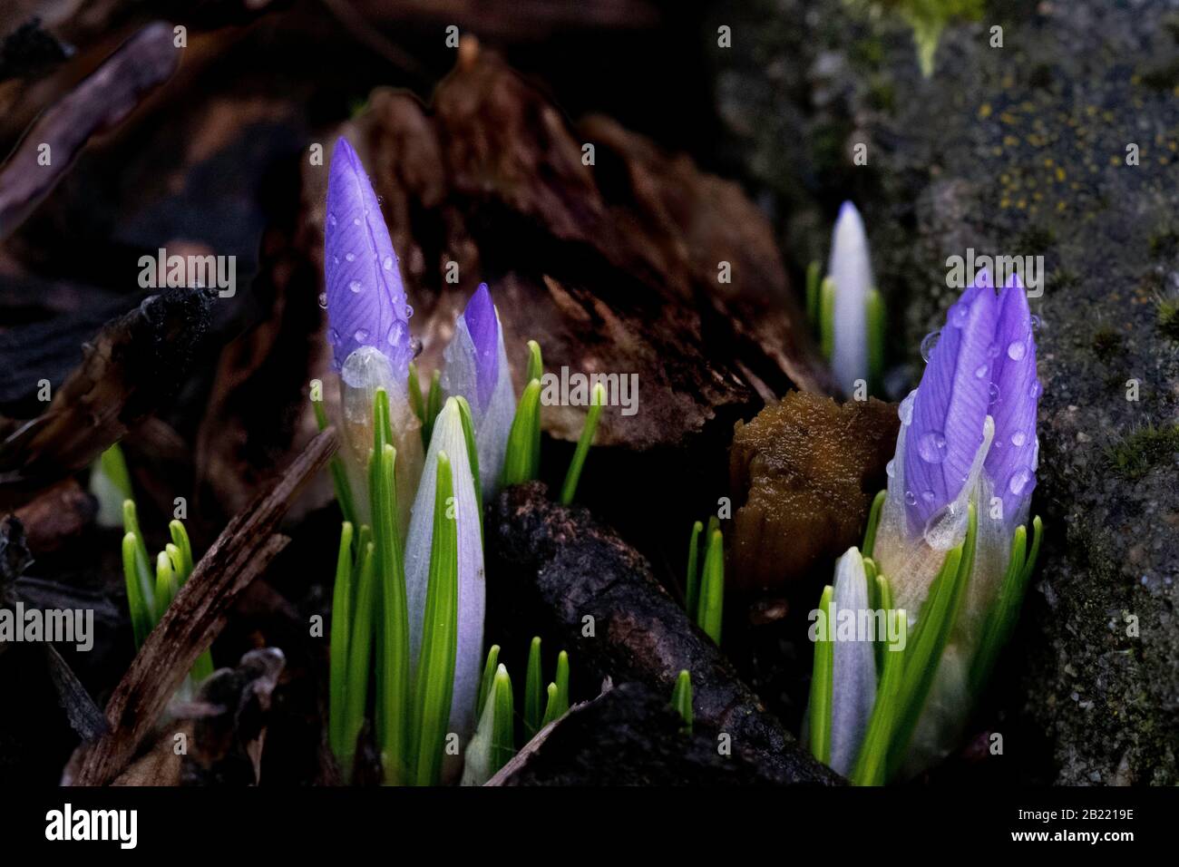Crocus blüht im Frühjahr, nah dran Stockfoto