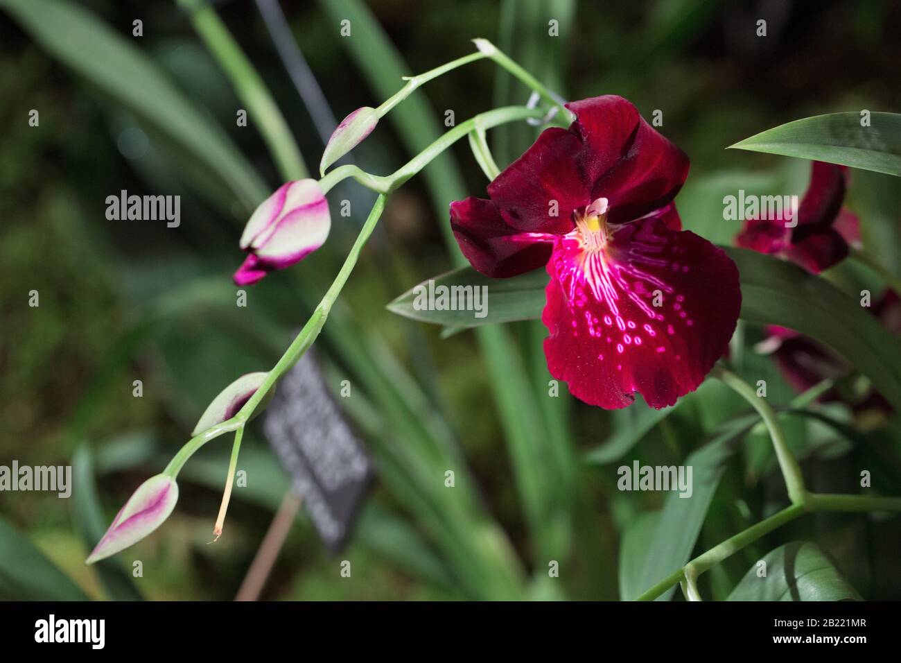 Miltoniopsis Evergreen Premier 'Evergreen'. Stockfoto