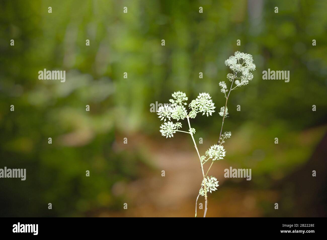 Dünne zarte blassgrüne Wildblumenpflanze vor unscharfem Waldhintergrund Stockfoto