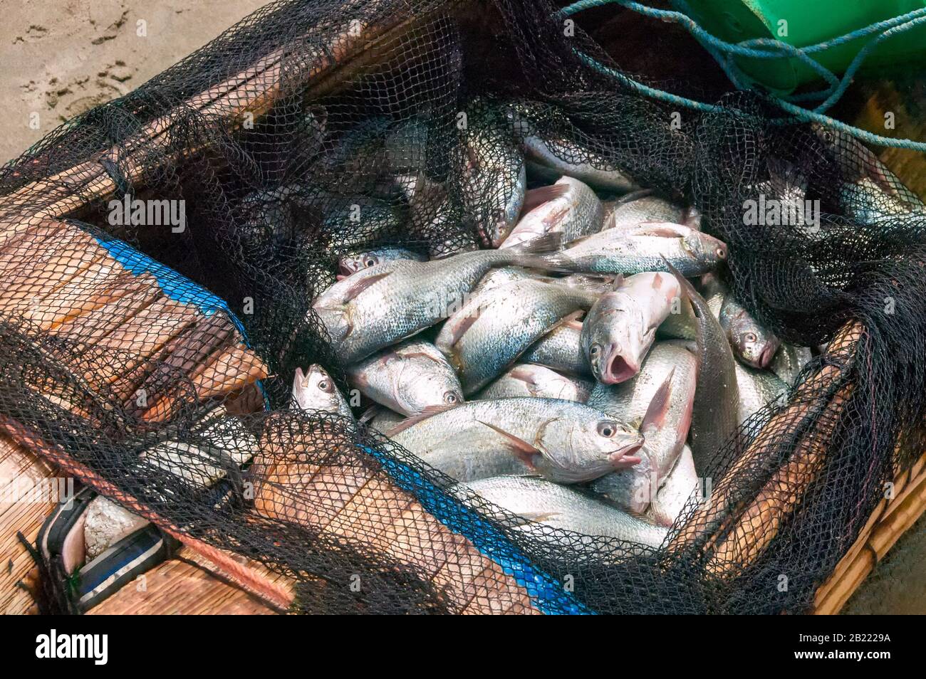 Traditionelles Schilfboot (Caballitos de totora) voll mit frisch gefangenem Fisch am Pimentel Strand, Playa Pimentel, Peru. Stockfoto