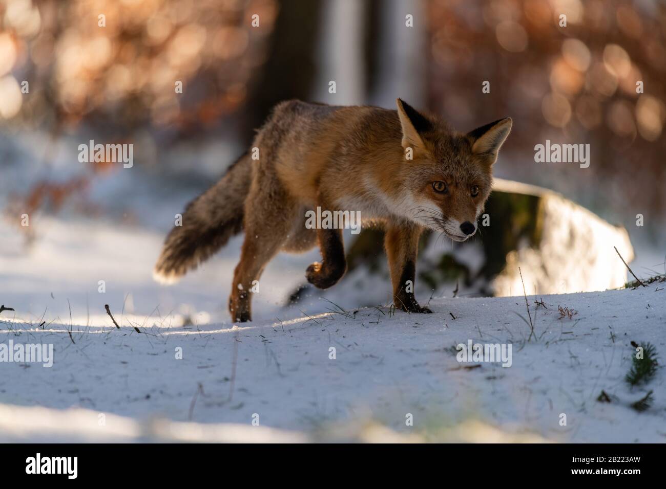 Junger Rotfuchs (Vulpes Vulpes), der in Wald auf Schnee in der Nähe der Kamera läuft. Stockfoto