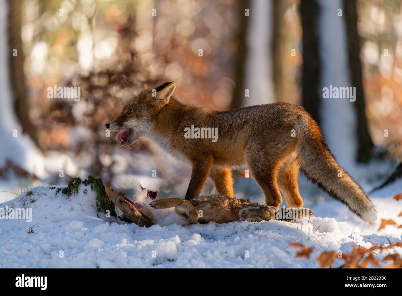 Der Jungfuchs (Vulpes Vulpes) frisst seine Beute. Ein Fuchs frisst im Wald einen toten Hasen im