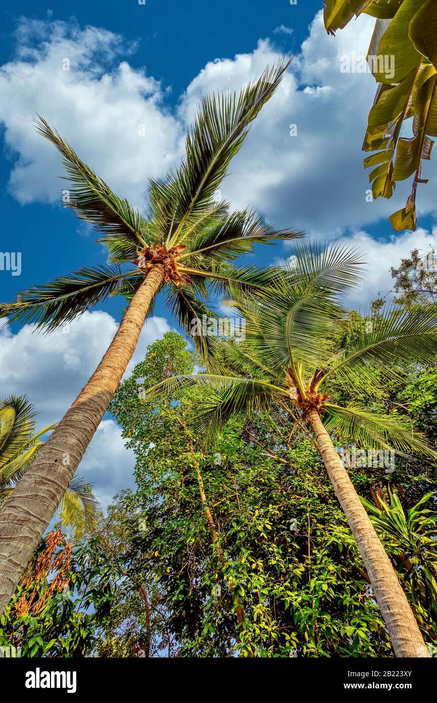 Palmen gegen den blauen Himmel schaffen ein tropisches Gefühl in diesem Garten in Thailand Stockfoto