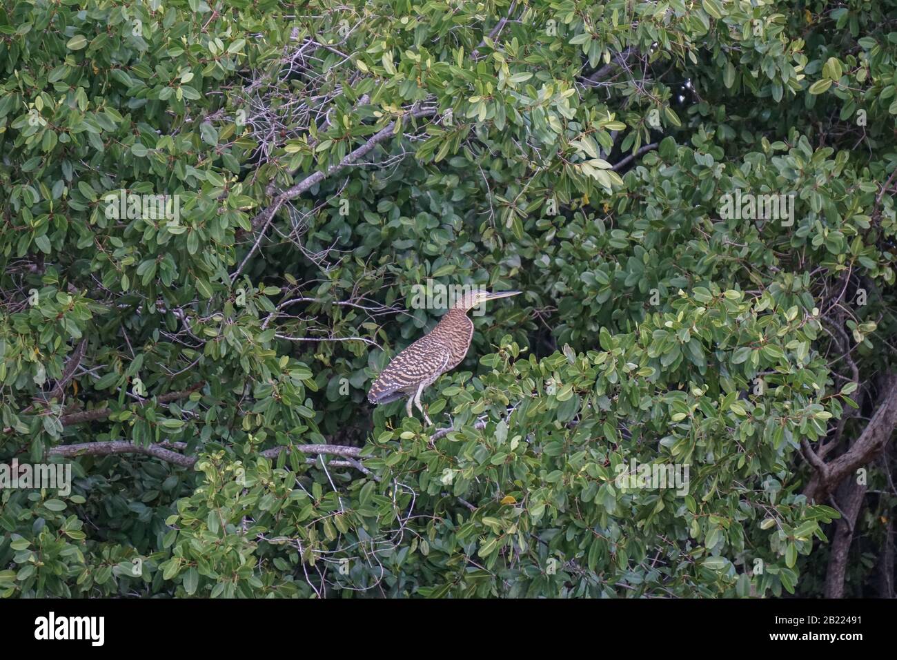 Celestun, Yucatan, Mexiko: Ein Kehliger Tigerreiher - Tigrisoma mexicanum - im Biosphärenreservat Celestun. Stockfoto