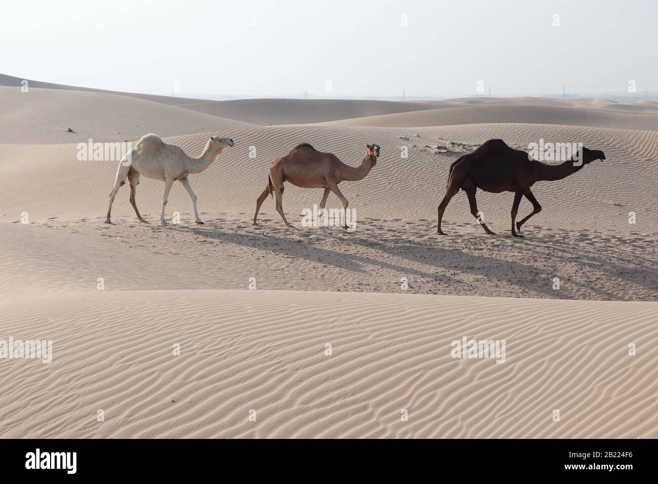 Kamele Abu Dhabi Desert Stockfoto