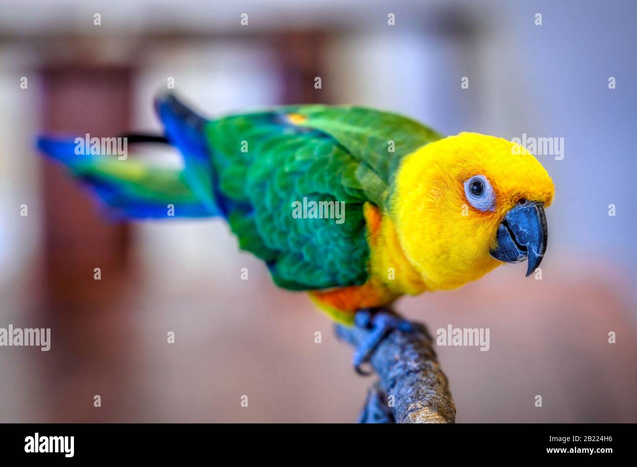 Ein Janday Conure Papagei posiert für die Kamera Stockfoto