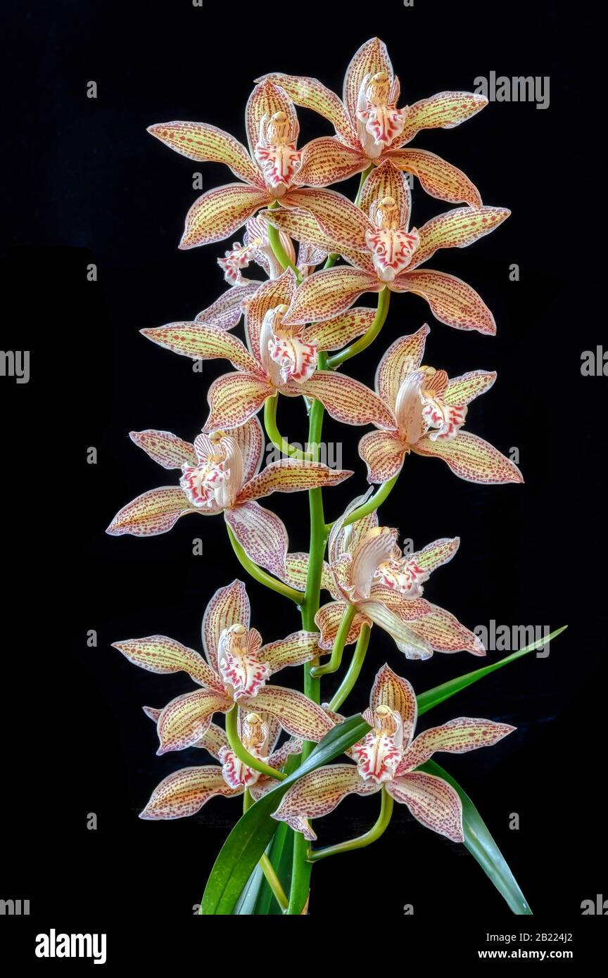 Cymbidium Orchid 'Samurai Sword' in voller Blüte Stockfoto