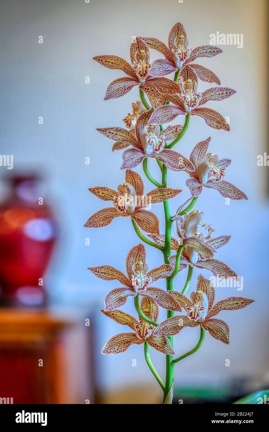 Cymbidium Orchid 'Samurai Sword' in voller Blüte Stockfoto