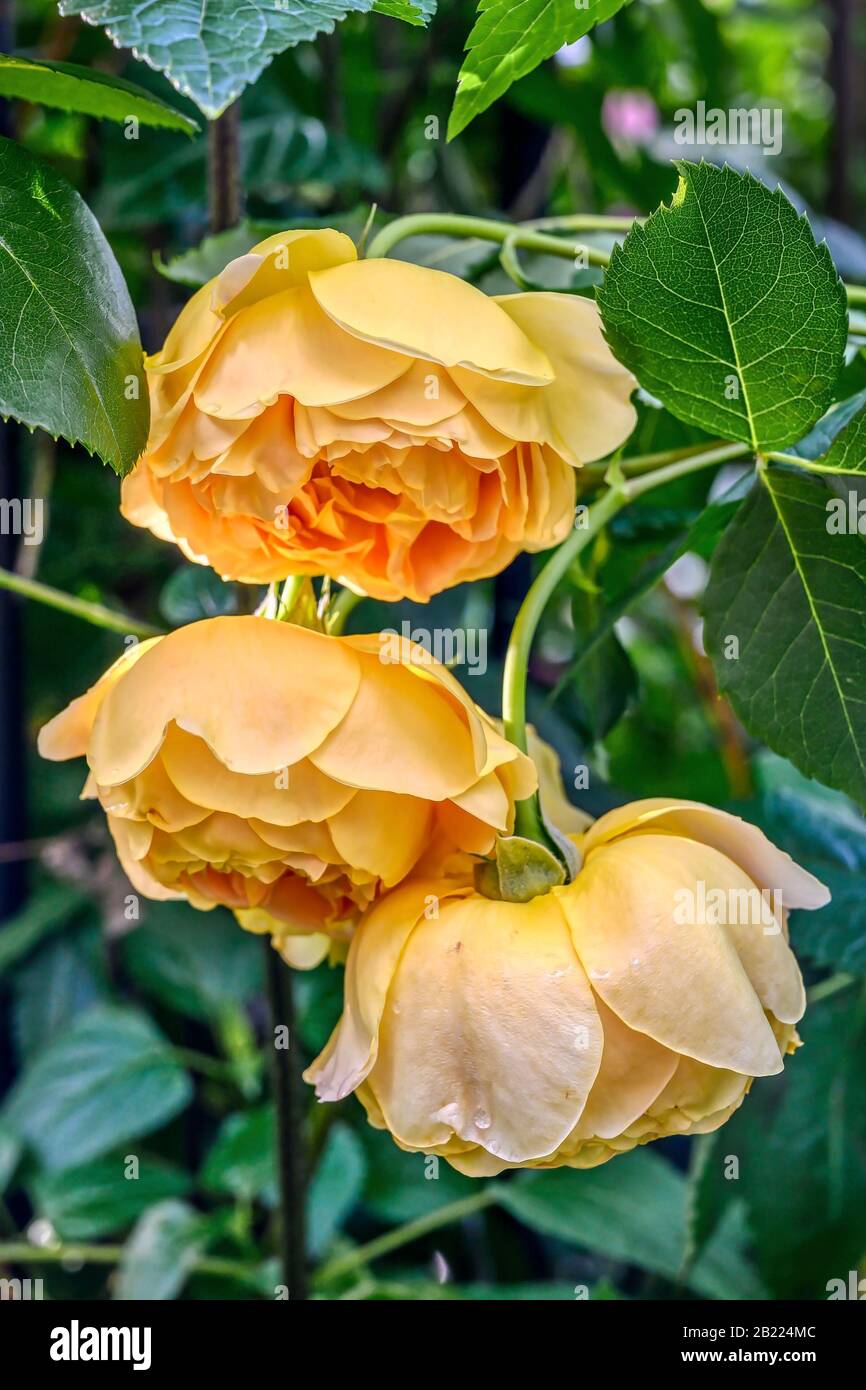 "Goldene Feier" eine Rose von David Austin Stockfoto