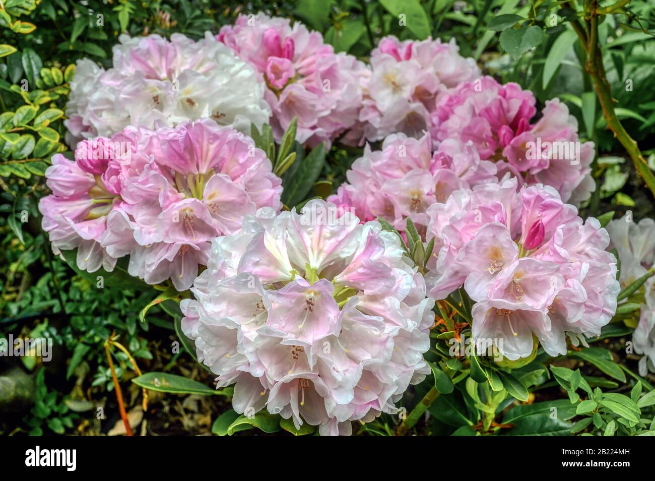 Rosa und weiße Rhodendron-Blüte Stockfoto