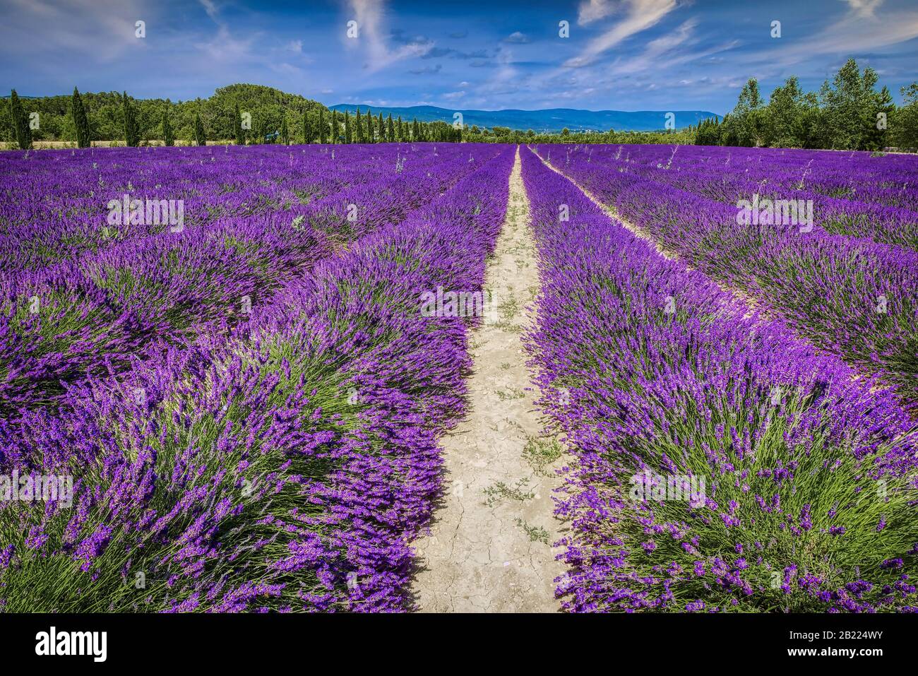 Lavendelfelder in der Nähe der Abbaye de Senanque, Provence, Frankreich Stockfoto