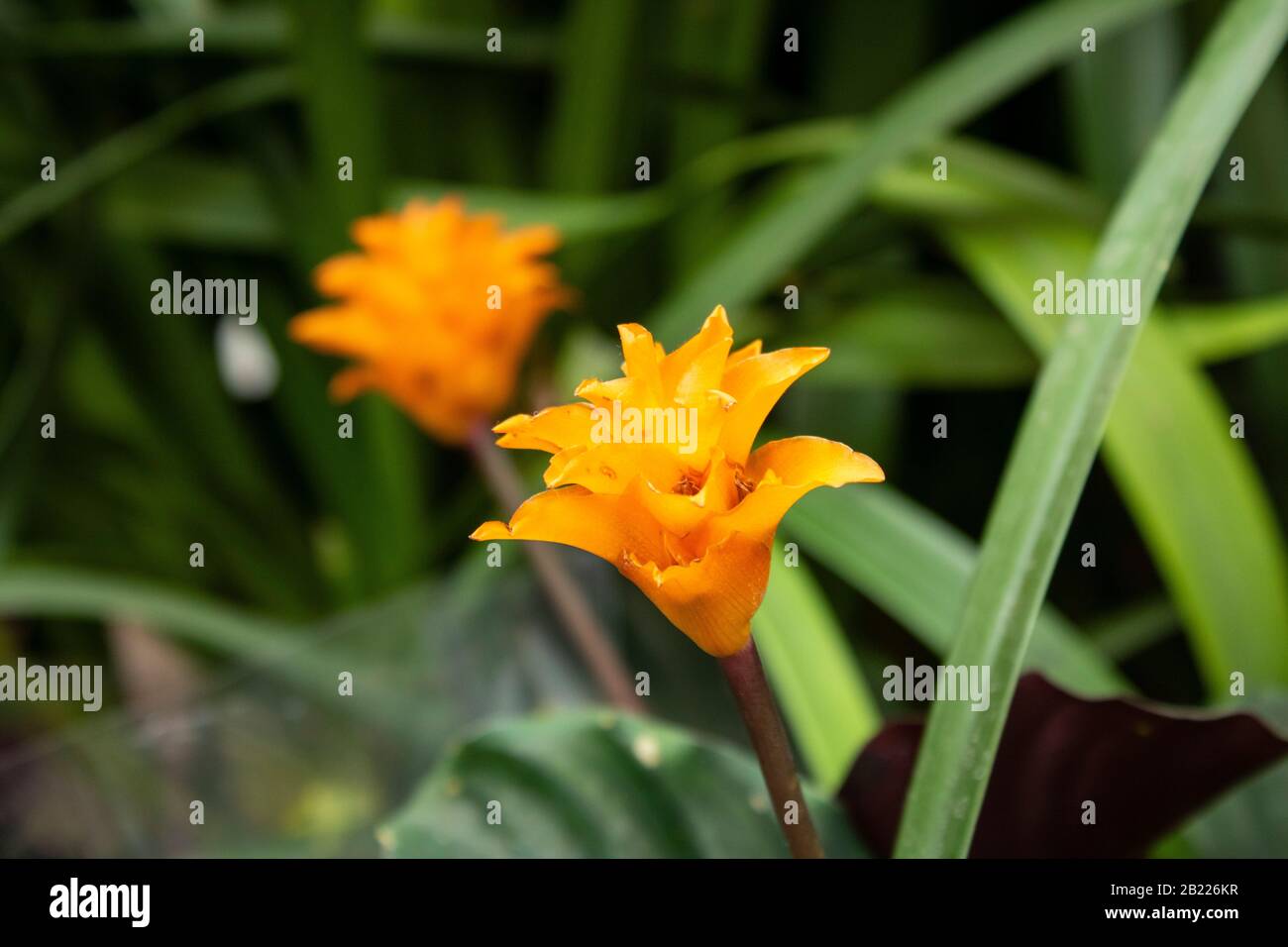 calathea mosaica Calathea Musaica – The Plant Boys main image 1