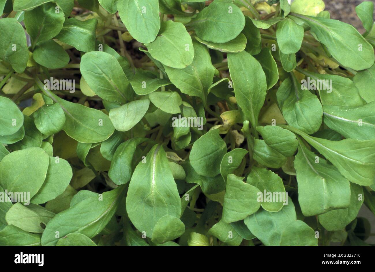 BABY BLÄTTER DER RAKETE ODER RUCOLA (ERUCA SATIVA) IST EINE ESSBARE PFLANZE, DIE ALS BLATTGEMÜSE VERWENDET WIRD UND AUCH ALS SALATRAKETE ODER GARTENRAKETE BEKANNT IST. Stockfoto
