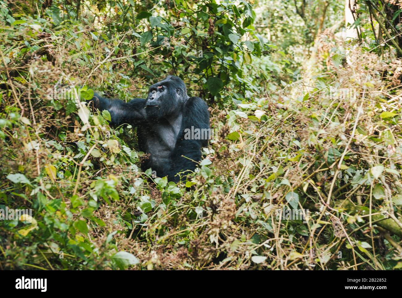 Big Mountain Gorilla Sitzt und Ernährt sich im Bush in Bwindi Undurchdringlicher Wald, in Uganda, Afrika Stockfoto