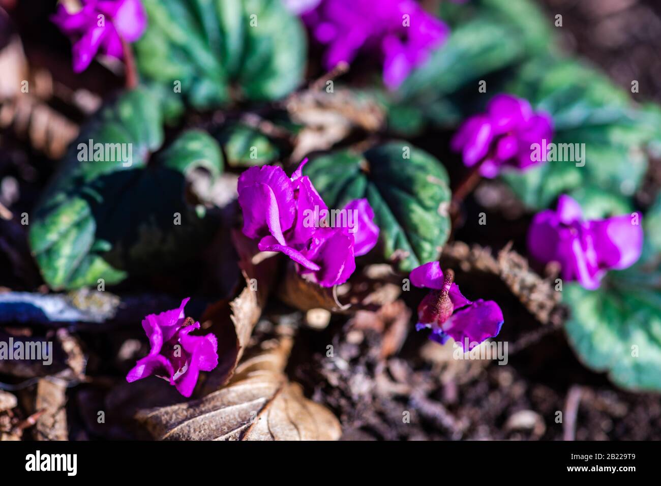 Erste Frühlingsblumen im Holz Erythronium sibiricum Stockfoto