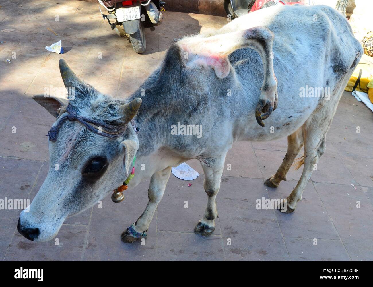 Freakkuh mit einem zusätzlichen Bein auf dem Rücken gefunden auf den Straßen von Pushkar, Ajmer, Rajasthan, Indien Stockfoto
