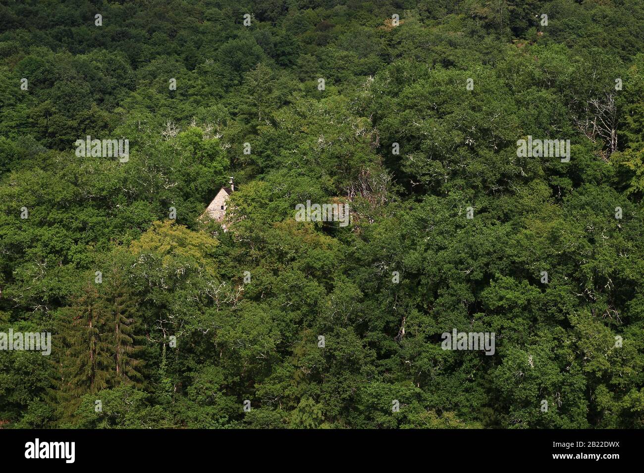 Kaum sichtbare Hausfassade durch einen schönen dichten Wald in Corrèze (Neu-Aquitanien, Frankreich) Stockfoto