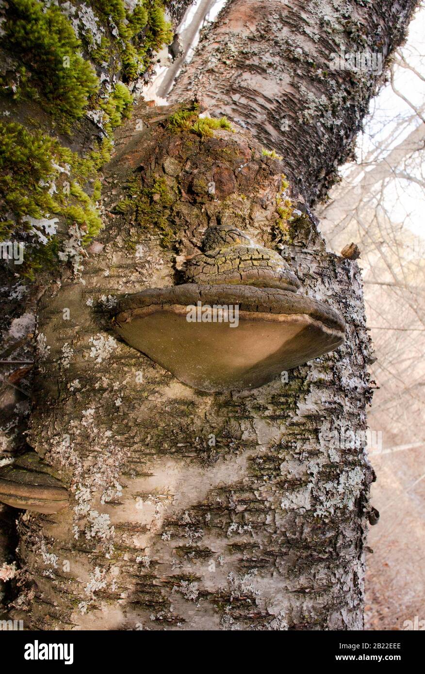 Schwarze Borstenhalterpilze (Phellinus nigricans), die auf dem Stamm einer toten Rotbirke wachsen (Betula occidentalis), Stockfoto