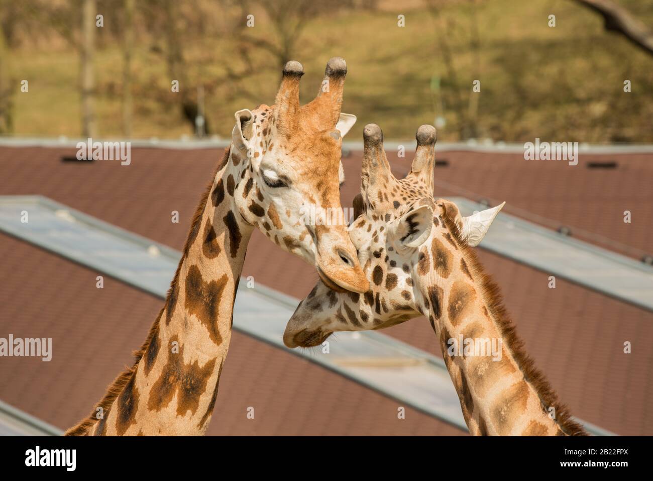 Leiter von zwei Giraffen, die sich im Zoo verbinden Stockfoto