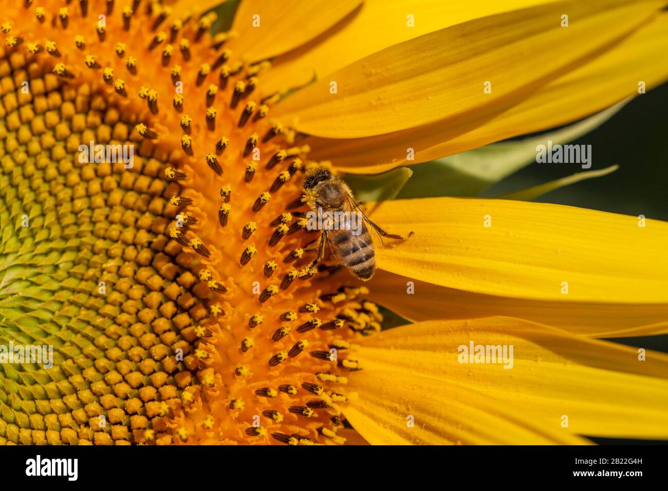 Schließen Sie eine Honigbiene, die auf einer gelben Sonnenblume für die Honigproduktion Futter hat, und sind Sie für die Landwirtschaft für die Bestäubung von Getreide von entscheidender Bedeutung Stockfoto