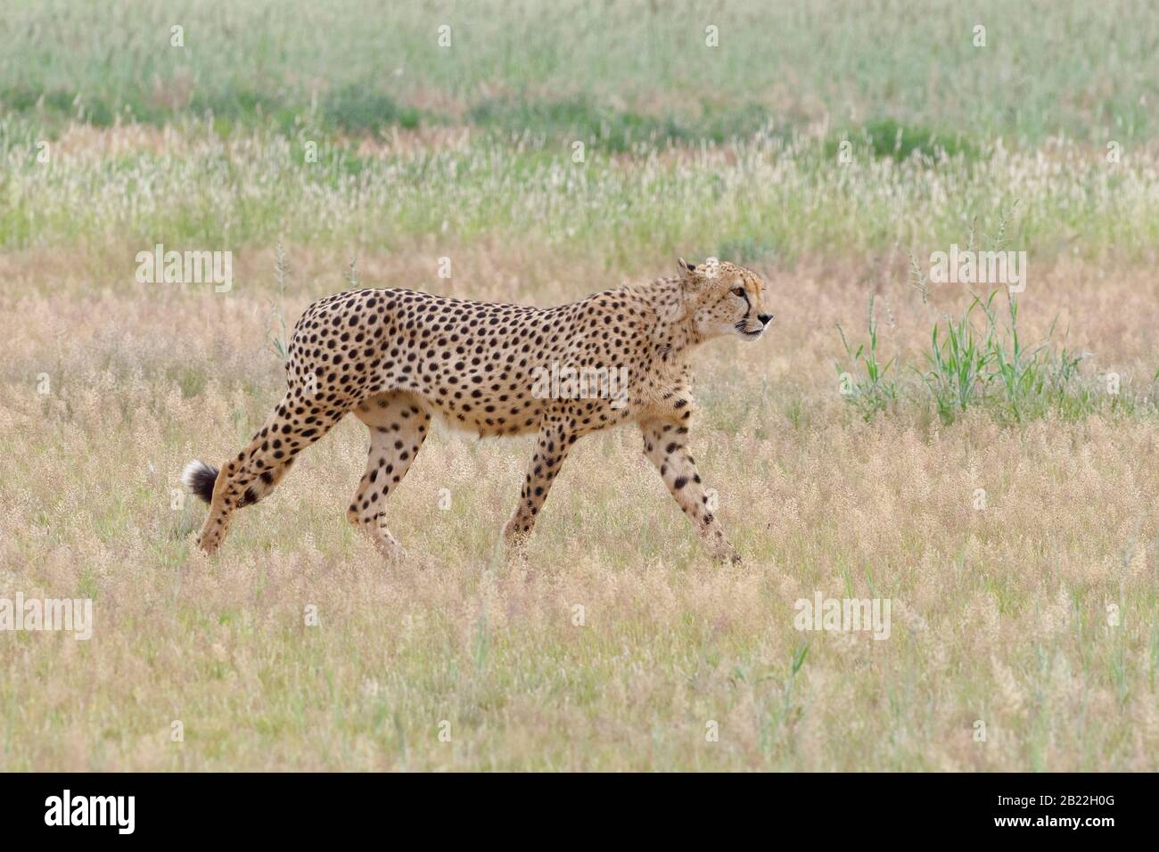 Gepard (Acinonyx jubatus), Erwachsene Männer, die im Gras spazieren gehen, Kgalagadi Transfrontier Park, Nordkaper, Südafrika, Afrika Stockfoto