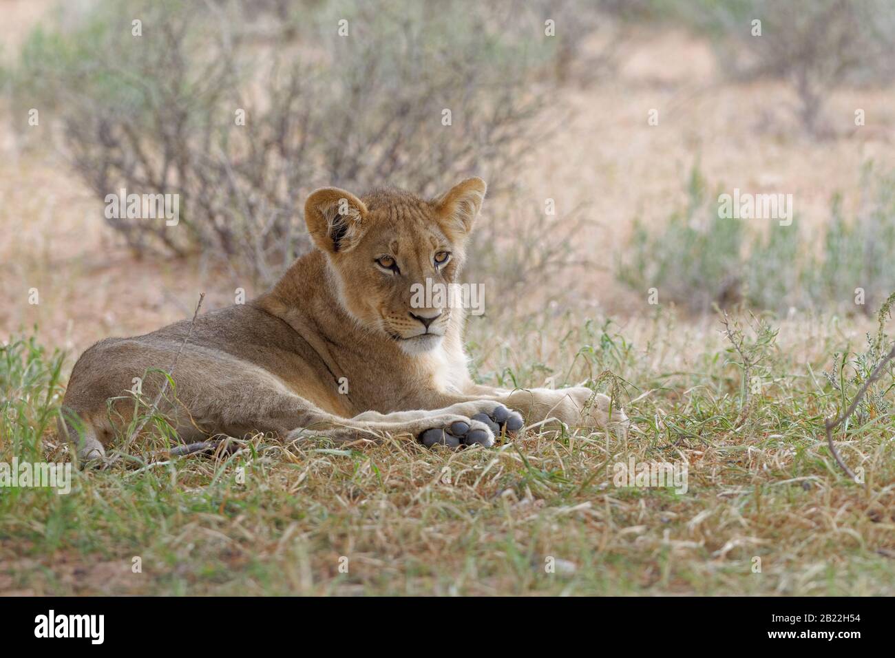 Lion (Panthera leo Vernayi), junger Mann, auf dem Gras liegend, beobachten, Kgalagadi Transfrontier Park, Nordkaper, Südafrika, Afrika Stockfoto
