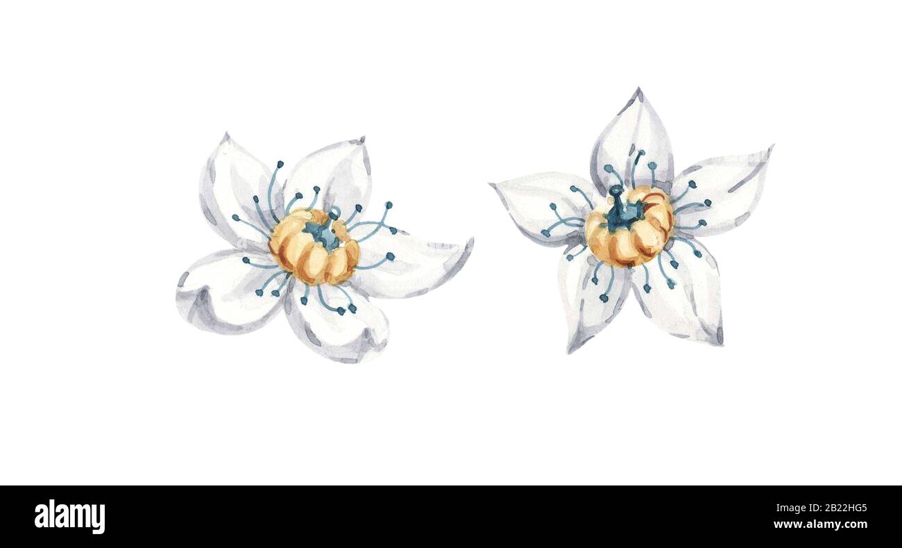 Weiße Seerosen Blumen isoliert handbemalt Aquarell Set. Handgezeichneter Lotus für Grußkarten-Design, Stockfoto