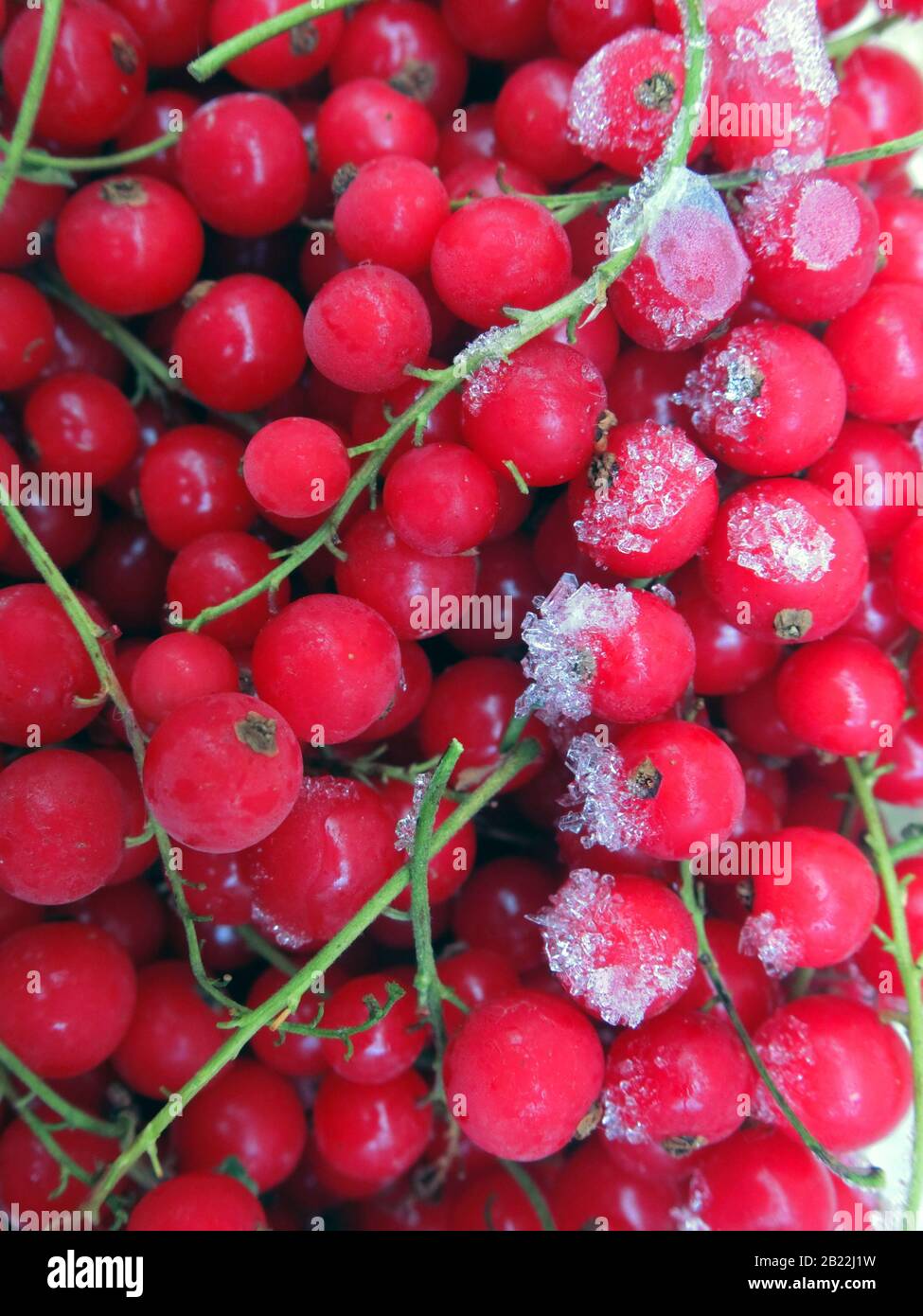 Gefrorene Johannisbeeren Stockfoto