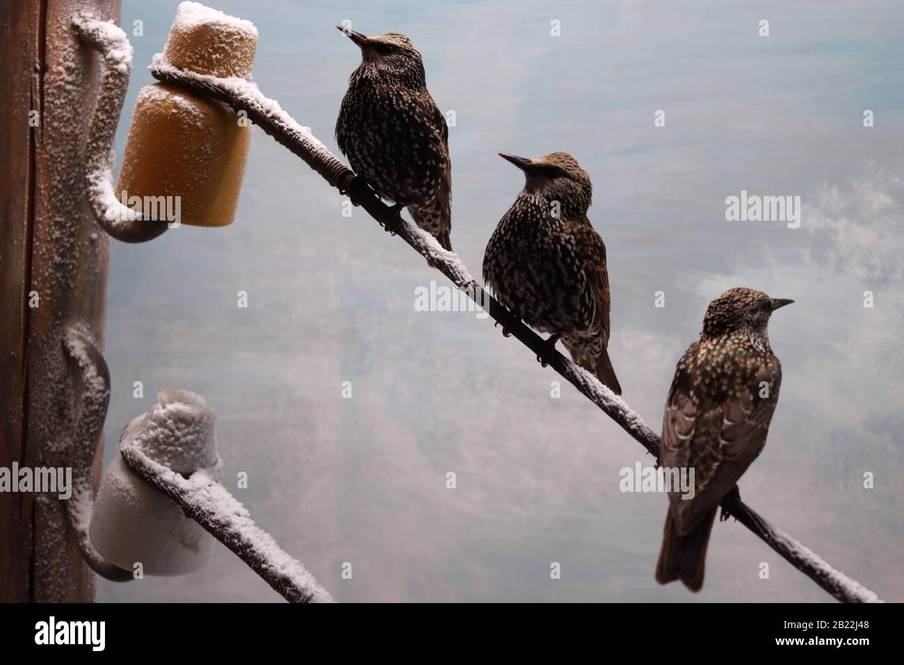 Winterszene von drei gemeinen Starlingen (Sturnus vulgaris) auf einem Telefonkabel. Diorama im Museum für Naturgeschichte in Neuchatel. Stockfoto