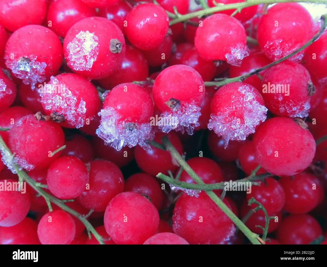 Gefrorene Johannisbeeren Stockfoto