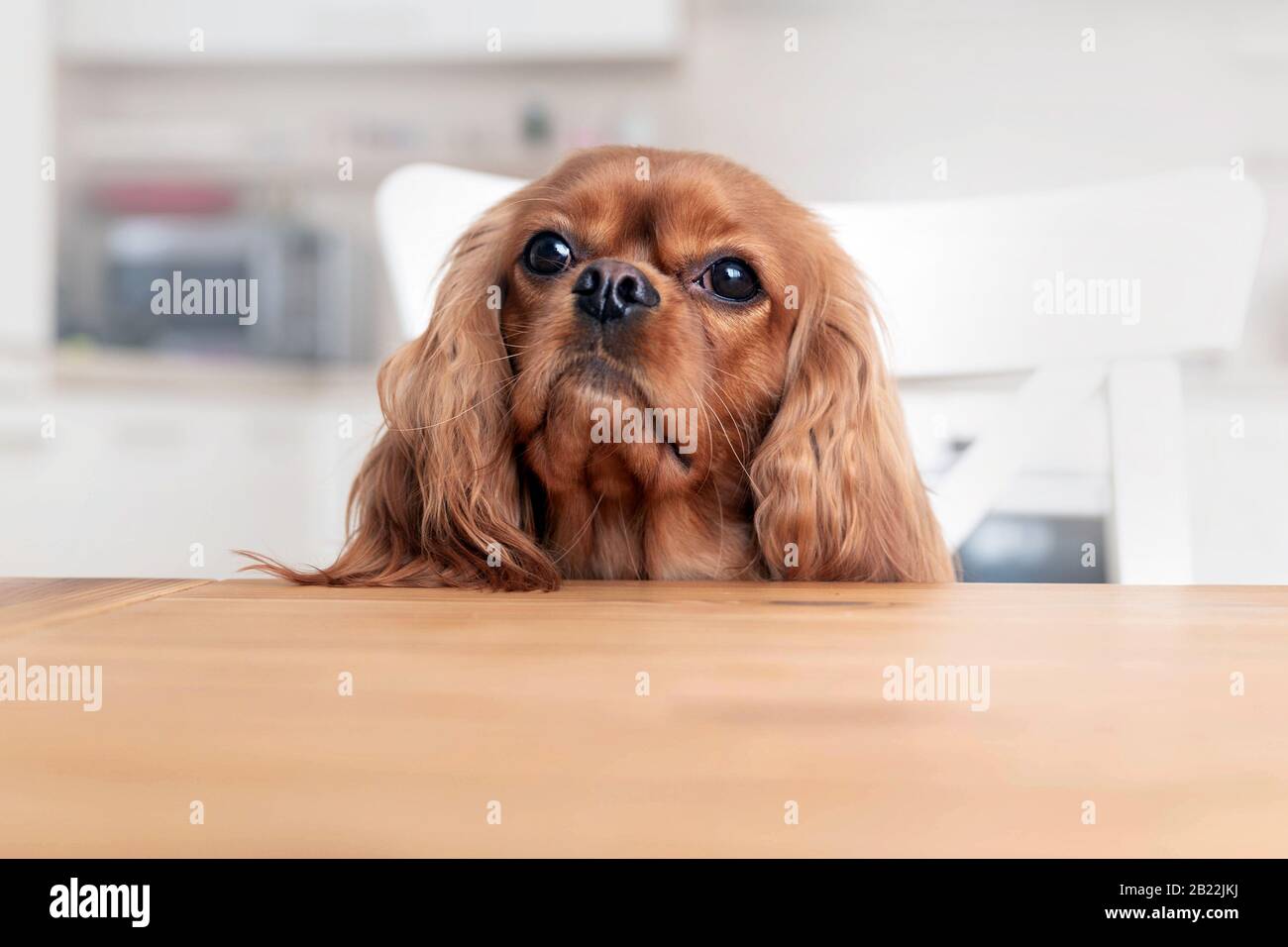 Süßer Hund hinter dem Küchentisch Stockfoto