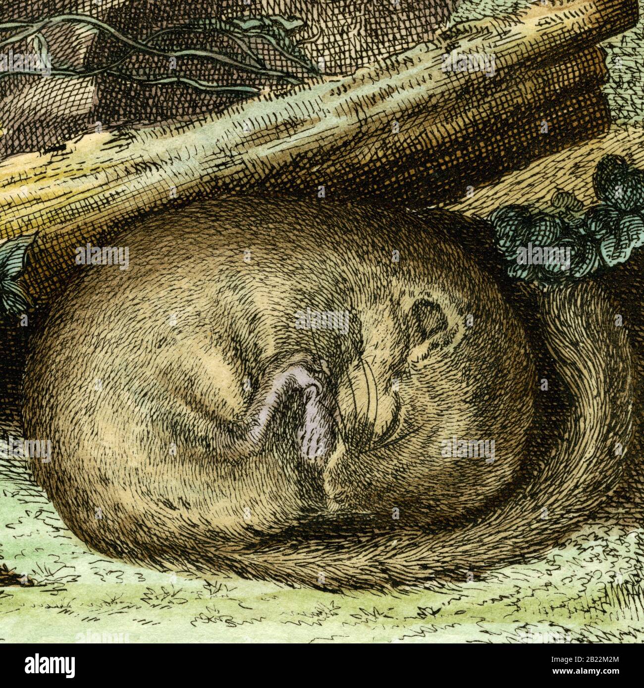 Schlafender Dormaus (Muscardinus avellanarius). Detail des Stiches „Le Muscardin“, geschaffen für den französischen Naturforscher Georges-Louis Leclerc, Comte de Buffon (1707-1788), nach einer Zeichnung des französischen Wildtierkünstlers Jacques Henri E. de Sève (fl.1742-1788). Die vollständige Gravur, die zwei Schlafsäle darstellt, erschien in Buffons einflussreichem naturgeschichtlichem Werk, dem 36-bändigen Werk „Histoire Naturelle, générale et particulière …“, das zwischen 1749 und 1788 veröffentlicht wurde. Diese später handkolorierte Illustration stammt aus der seltenen französischen Ausgabe der „Histoire“ aus dem Jahr 1780. Stockfoto
