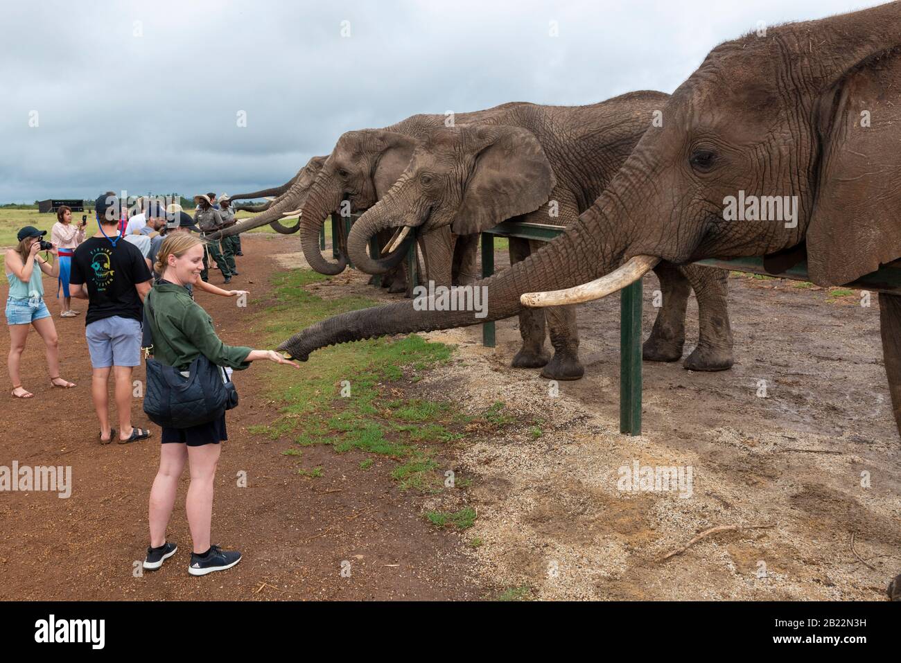 Knysna Elephant Park ist ein Schutzgebiet für gerettete afrikanische Elefanten, in dem Besucher mit den Tieren in der Nähe von Knysna, Südafrika, spazieren und füttern können Stockfoto