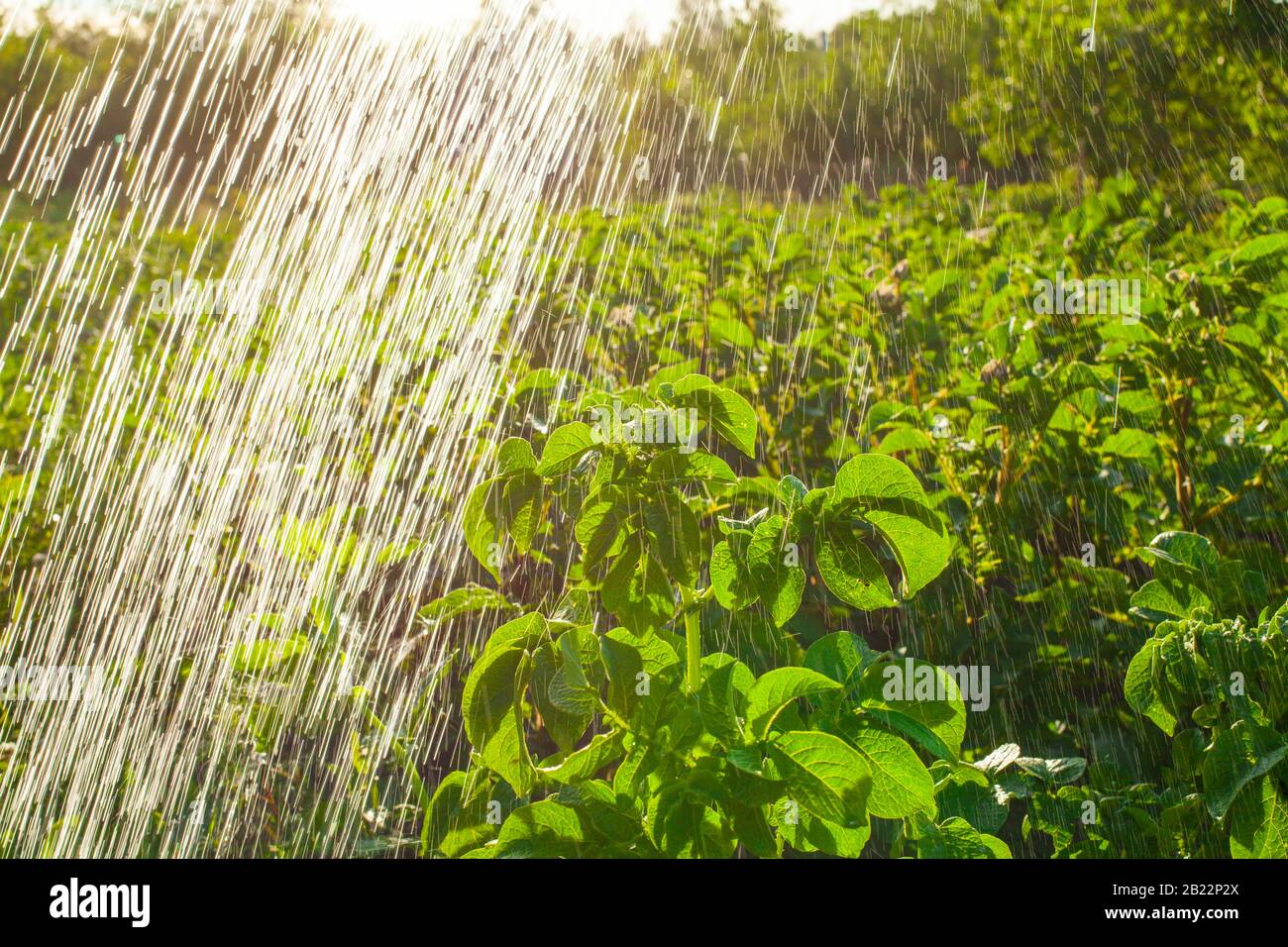 Trockene Sommer macht die Bewässerung der Felder eine tägliche Aufgabe für die Landwirte. Stockfoto